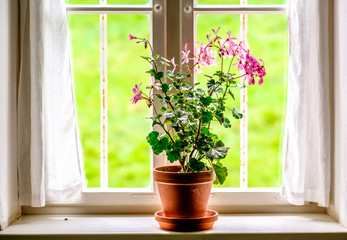 flowers at an old window