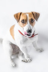 A close-up portrait of a cute small dog Jack Russell Terrier sitting with tongue out and looking into camera on white background
