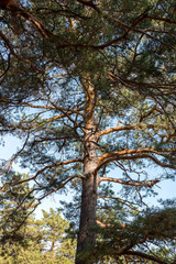 trunk and branches of pine