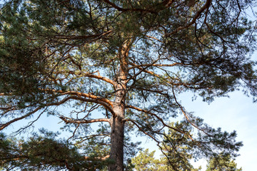 trunk and branches of pine