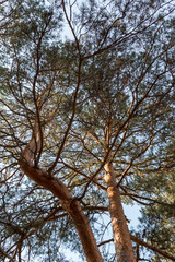 trunk and branches of pine