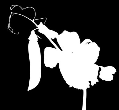 white pea pod and flower on black clip art preview