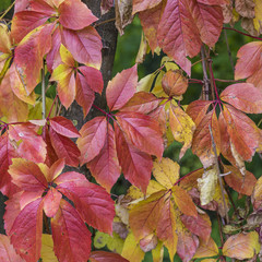 colorful leaves at the ground