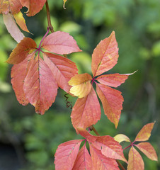 colorful leaves at the ground