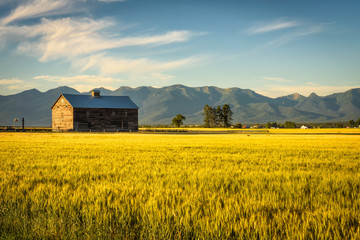 Summer sunset with an old barn and a rye field in rural Montana 
