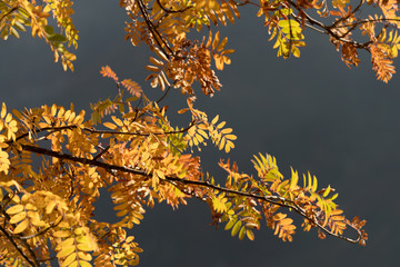 Colored autumn leaves, rowan-berry tree
