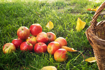 Heap of Red Apples in the Grass.