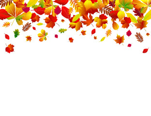 Autumn leaves background. Set of different autumn leaves on a white background.                                                                                
