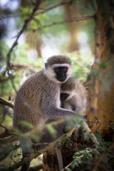 Macaque puppy embraced by the mother on the trunk of a tree