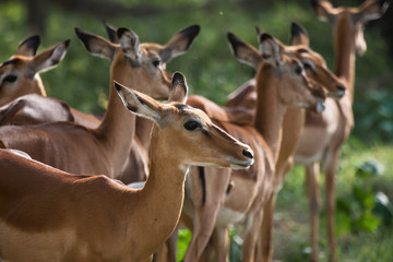 Naklejka na ściany i meble Group of gazelles of Thompson waiting for the vans to leave the road