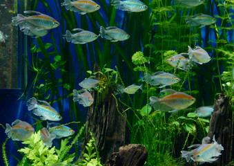 Aquarium fish