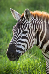 Closeup of young zebra moving in the bush