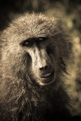 Nakuru's baboon social life while performing regular entertainment activities #4