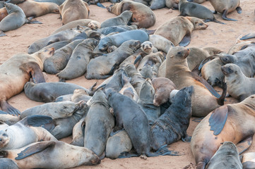 Fototapeta premium Creche of Cape Fur Seal pups at Cape Cross