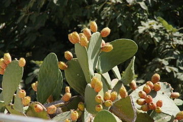 Figuiers de figues de barbaries