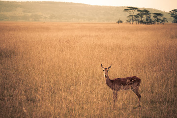 Naklejka na ściany i meble Young impala looking afraid in the bush