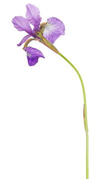 lilac iris isolated on white background