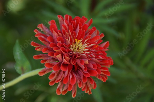 Pays Baslisseleurope Un Gros Plan Dune Fleur Rouge Dans