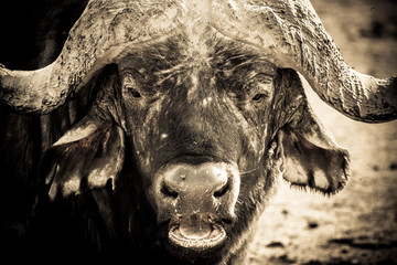 Portrait of a young African buffalo while rumbling staring at the camera #2