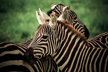 Fototapeta na wymiar Photography of two close-up zebras whose coats create a monochrome pattern