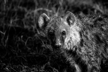 Naklejka na ściany i meble Young hyena puppy hiding in the bush #1