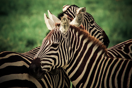 Photography of two close-up zebras whose coats create a monochrome pattern