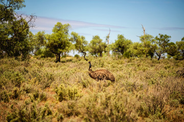 Fototapeta premium Australian emu walking in Mungo National Park, Australia