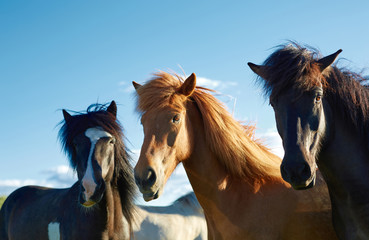 Travel to Iceland. horses on a blue sky background