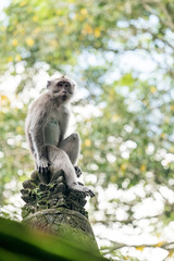 Macaque Perched on a Stone Pillar Behind Mossy Wall