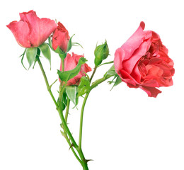 Fototapeta premium bush rose flower with small pink blooms on white