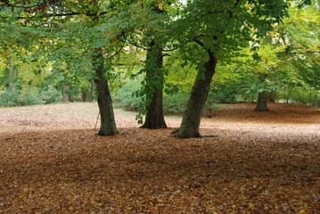 tres arboles en el bosque