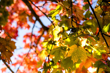 Maple autumn leaves on tree
