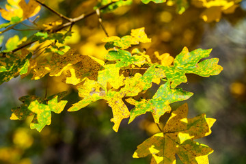 Beautiful autumn rural scene