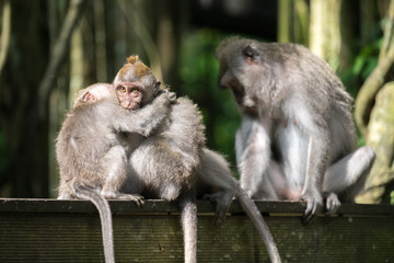 Two Young Macaques Embrace
