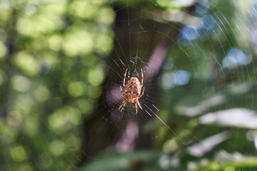 Cross tee spider in its network.