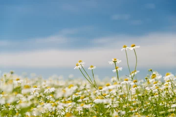 Fototapete Gänseblümchen Blühende Kamille auf dem Feld