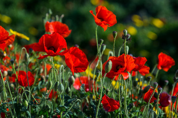 Flowering red poppies.