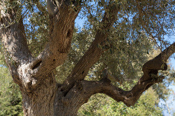 Fototapeta na wymiar Landscape: Very old olive tree.