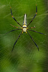 Image of Spider Nephila Maculata, Gaint Long-jawed Orb-weaver (female) in the net. Insect Animal