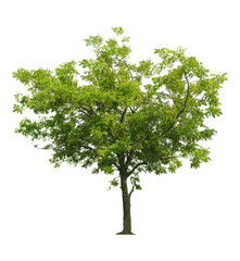 Obraz premium tree isolated on white background.