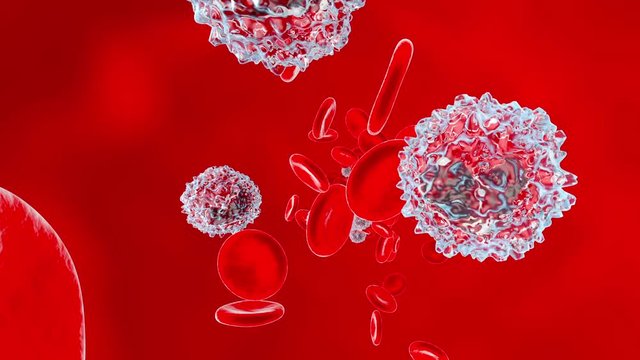 Anatomically correct Erythrocytes and Monocyte cells flowing in the blood stream.
