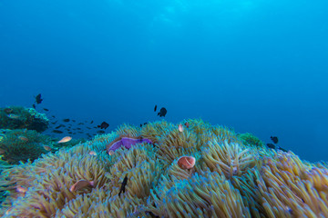 Fototapeta na wymiar Underwater Scape of sea anemone and coral reef