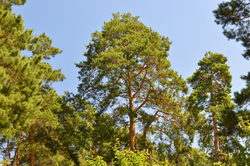 coniferous
