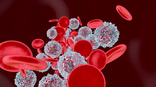 anatomically correct Erythrocytes and Monocyte cells flowing in the blood stream.
