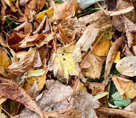 Laub im Herbst 