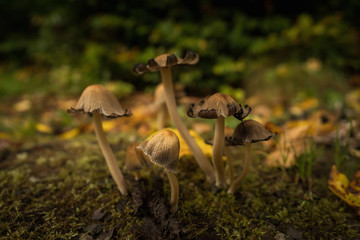 Fototapeta premium Mushrooms in the forest