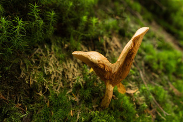 Mushrooms in the forest
