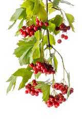 Branch of red viburnum berries with leaves isolated on white.