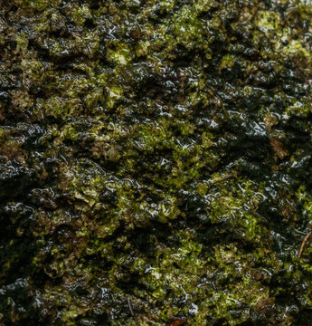Wet rocks with moss © sandradombrovsky