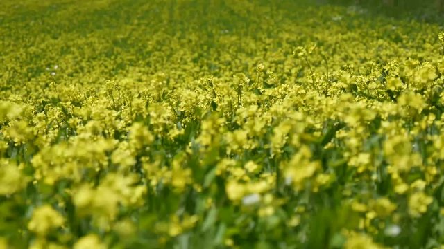 Fiori di lenticchia a Castelluccio di Norcia in Umbria